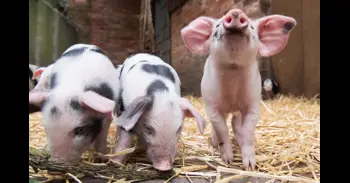 Los cerdos se asentaron en las islas del Pacífico junto con los primeros viajeros humanos