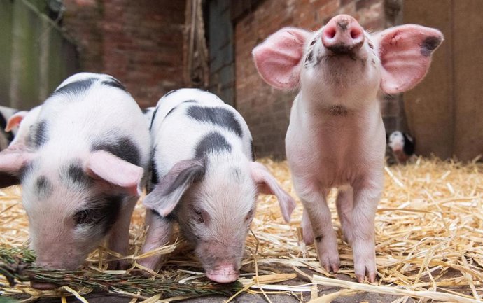 Archivo - 27 February 2020, Hanover: Young Bentheim pigs romp around on Meyer's farm at the Hanover Zoo. Photo: Julian Stratenschulte/dpa