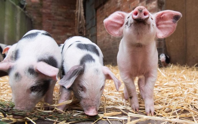 Archivo - 27 February 2020, Hanover: Young Bentheim pigs romp around on Meyer's farm at the Hanover Zoo. Photo: Julian Stratenschulte/dpa