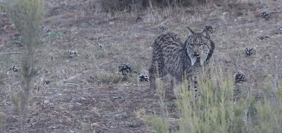 Archivo - Lince ibérico.