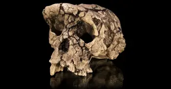 Los antropólogos ofrecen nueva evidencia de bipedalismo en un descubrimiento fósil largamente debatido