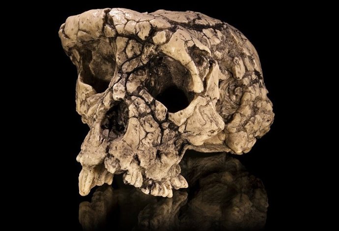 Archivo - Molde del cráneo holotipo Sahelanthropus tchadensis TM 266-01-060-1, apodado Toumaï, en vista facio-lateral.
