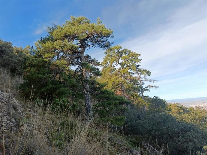 Ejemplares de pino laricio (Pinnus nigra) en el Parque Regional de la Sierra de El Carche.
