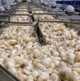 Foto: COOPERATIVA SAN ISIDRO 'EL SANTO'