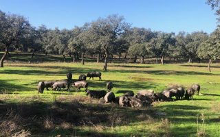 Dehesa con cerdos ibéricos en el norte de Córdoba.