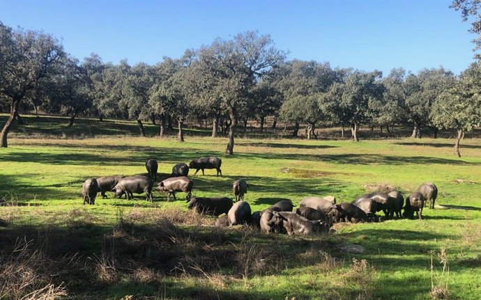 Dehesa con cerdos ibéricos en el norte de Córdoba.