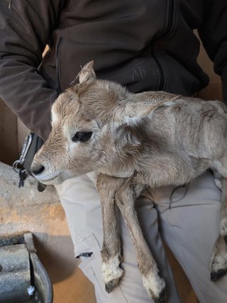 Ejemplar de oryx de Arabia nacido en el Centro de Conservación de la Biodiversidad Zoobotánico de Jerez de la Frontera (Cádiz)