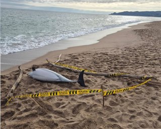 Delfín muerto en la playa de la Gola del Ter de L'Estartit (Girona)