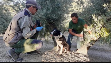 Es Andalucía - Sevilla