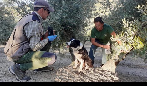 Es Andalucía - Sevilla