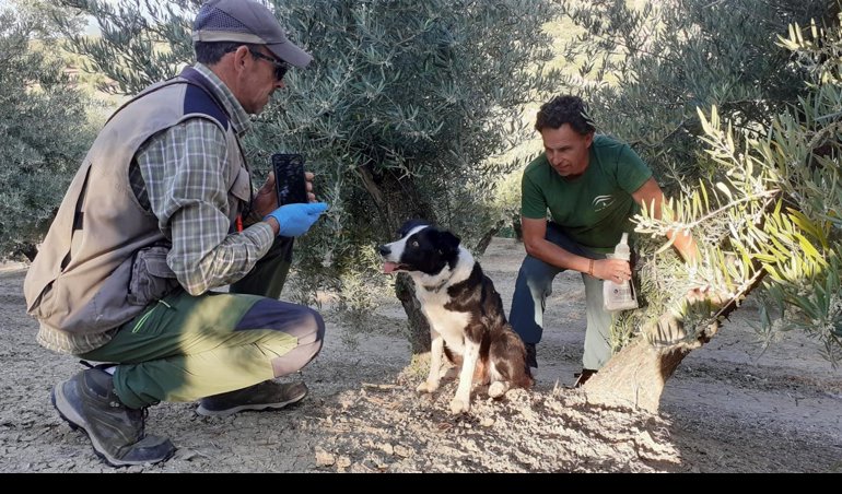 Es Andalucía - Sevilla