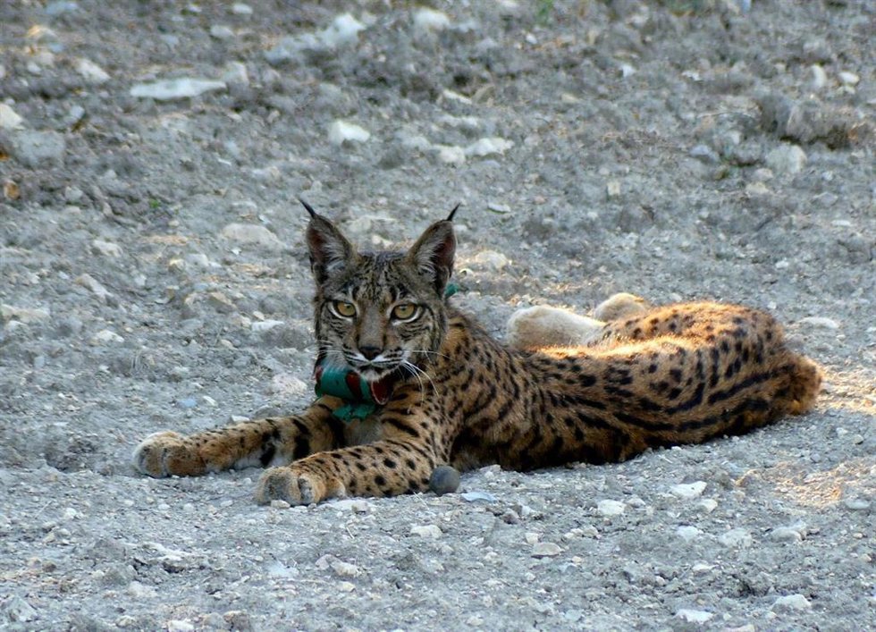 Archivo - Ejemplar de Lince Ibérico.