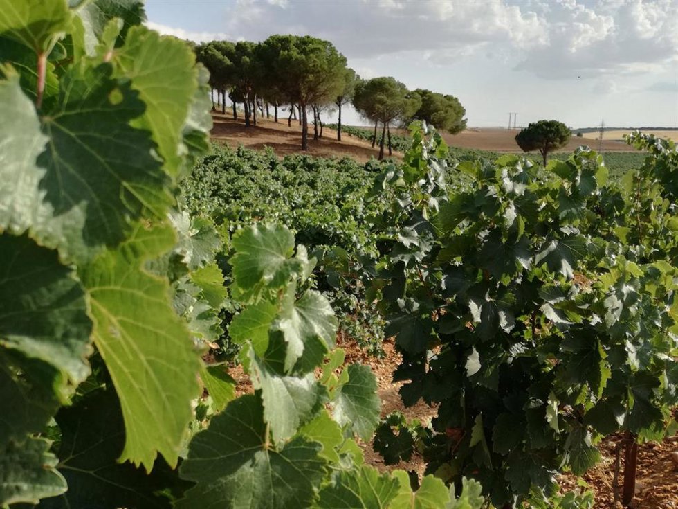 Archivo - Viñedo.