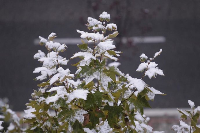 Archivo - Nieve, helada, frío, invierno, nevada