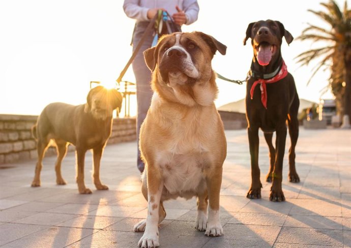 Astillero celebrará el domingo 18 su quinto Paseo Perruno