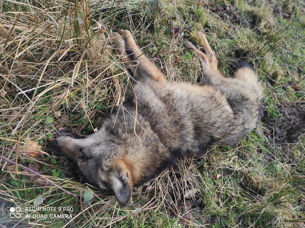 Lobo aparecido muerto en Teverga.
