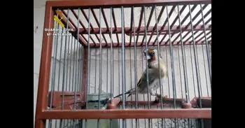 La Guardia Civil investiga a un vecino de San Pedro del Pinatar por tenencia irregular de aves protegidas