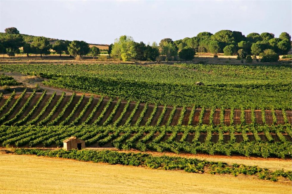 Archivo - Ruta del Vino Ribera del Duero