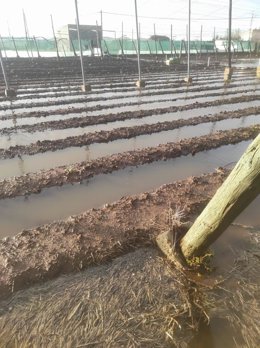Archivo - Cultivos de Chipiona anegados por las lluvias el pasado marzo de 2025 tras el paso de una borrasca. ARCHIVO