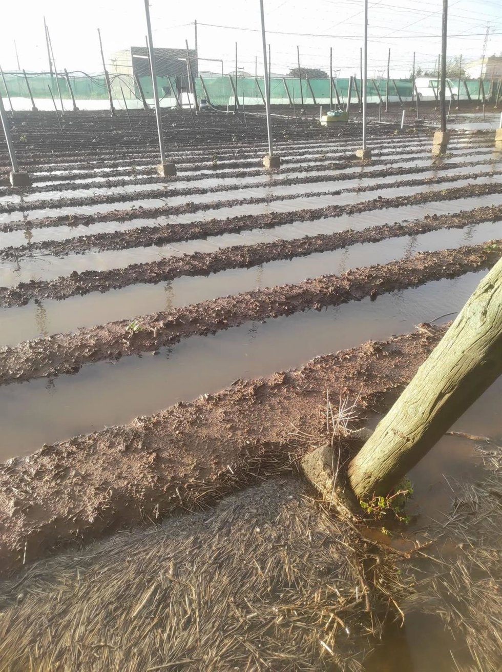 Archivo - Cultivos de Chipiona anegados por las lluvias el pasado marzo de 2025 tras el paso de una borrasca. ARCHIVO