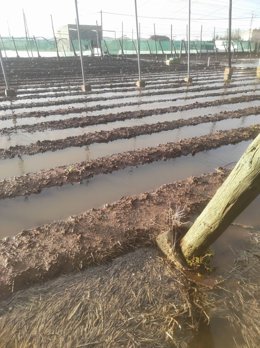 Archivo - Cultivos de Chipiona anegados por las lluvias el pasado marzo de 2025 tras el paso de una borrasca. ARCHIVO