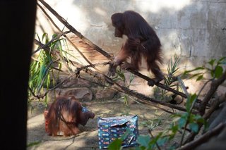 Los Reyes Magos sorprenden a la familia de orangutanes de Borneo en Bioparc Fuengirola