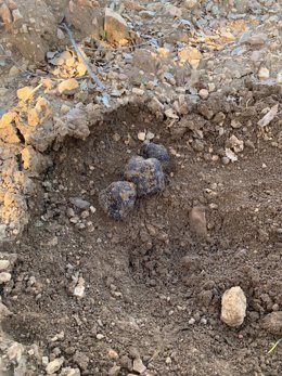 Archivo - Trufas de Torre de las Arcas.