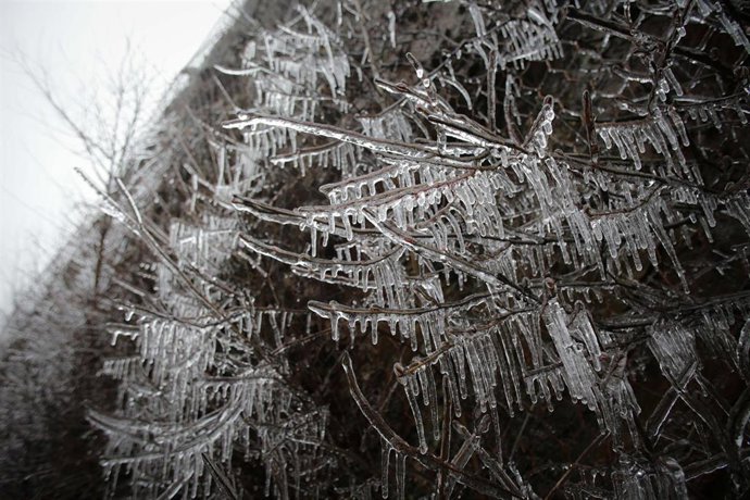 Archivo - Un arbusto con las ramas heladas en Becerreá, donde la temperatura ha caído hasta los -5ªC, a 23 de enero de 2023, en Becerreá, Lugo, Galicia (España). 
