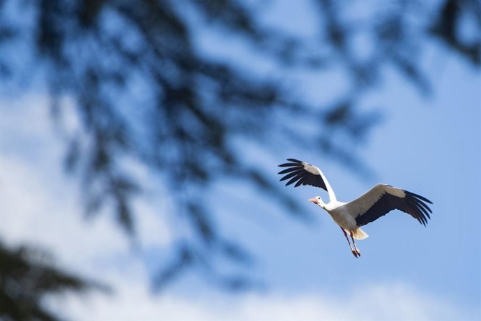 Archivo - Cigüeña