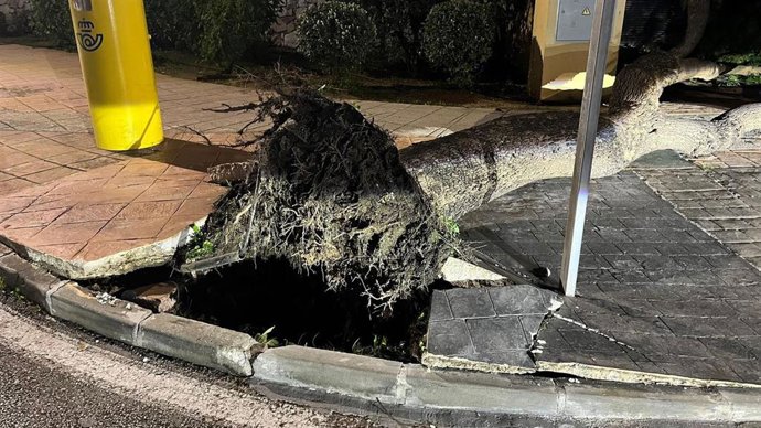 Árbol caído en una localidad de Málaga.