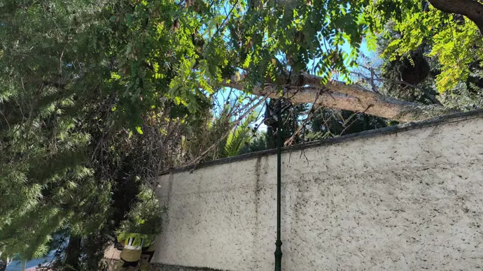 Árbol caído en Benalmádena. - AYUNTAMIENTO BENALMÁDENA
