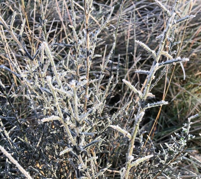 Archivo - Vegetación helada