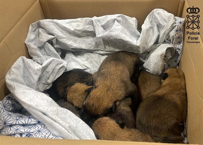 Camada de cachorros rescatados.