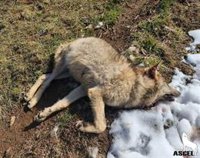 ASCEL denuncia la muerte por disparo de un lobo de siete meses en La Pernía (Palencia)