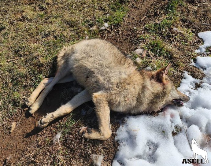 Lobo muerto en La Pernía (Palencia).