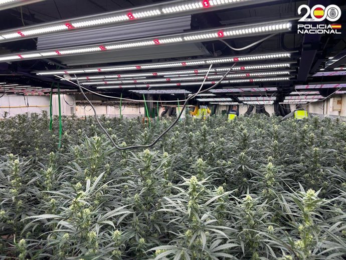 Platación desmantelada por la Policía Nacional en Santa Eugènia de Berga (Barcelona)