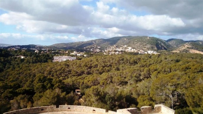 Archivo - Bosque de Bellver.