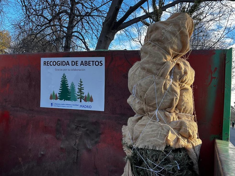 Un abeto natural depositado en uno de los puntos de recogida del Ayuntamiento de Madrid