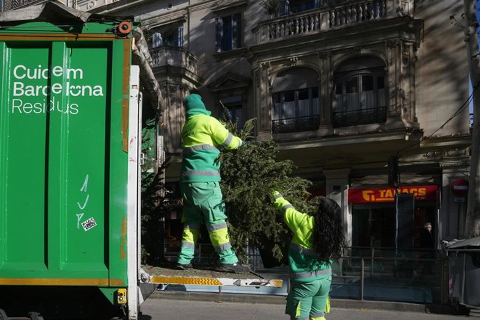 Operarios del Ayuntamiento de Barcelona recogen un abeto de los puestos habilitados para su recogida