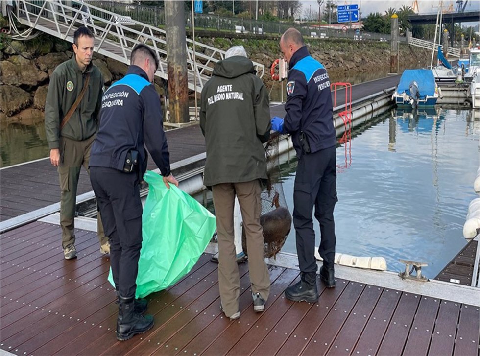 Agentes de Pesca hallan una nutria muerta en una trampa de pesca ilegal en la dársena de Orconera en Astillero