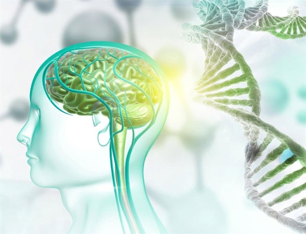Archivo - Imagen de recurso de una representación de genes del cerebro.