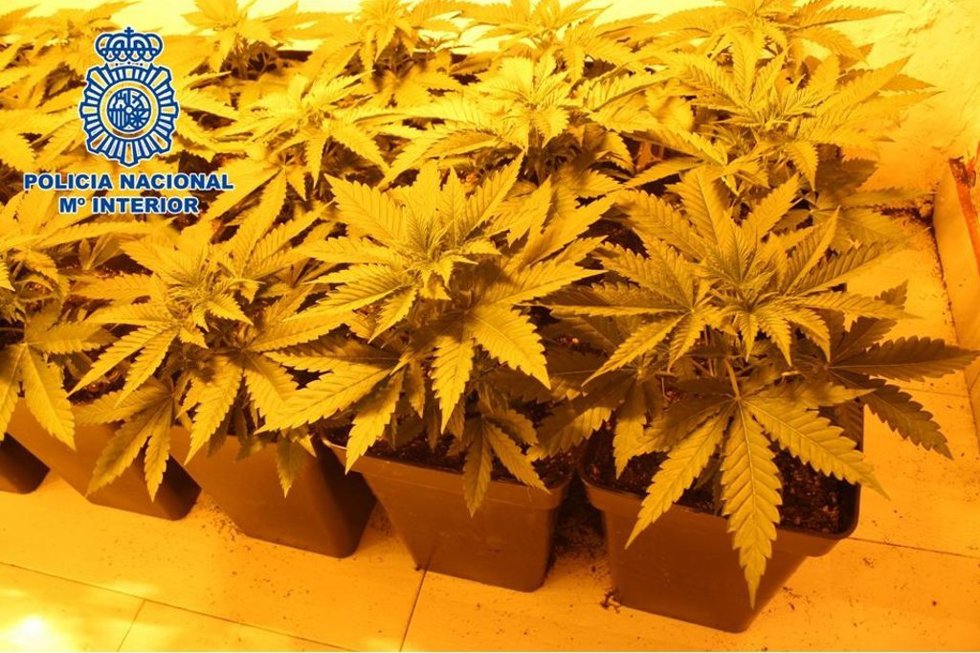 Archivo - Plantas de marihuana incautadas en distrito Norte de Granada. Archivo.