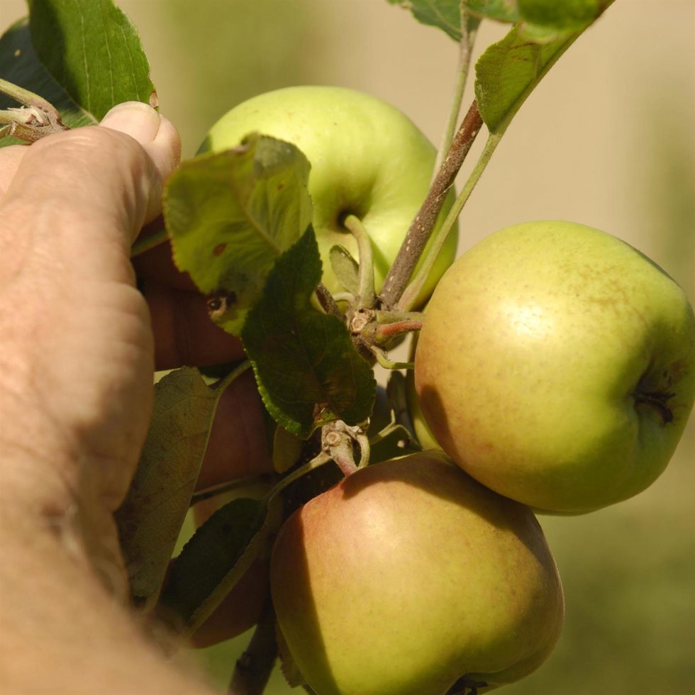 Archivo - Tigación 'antidumping' sobre las importaciones de manzanas procedentes de EEUU.