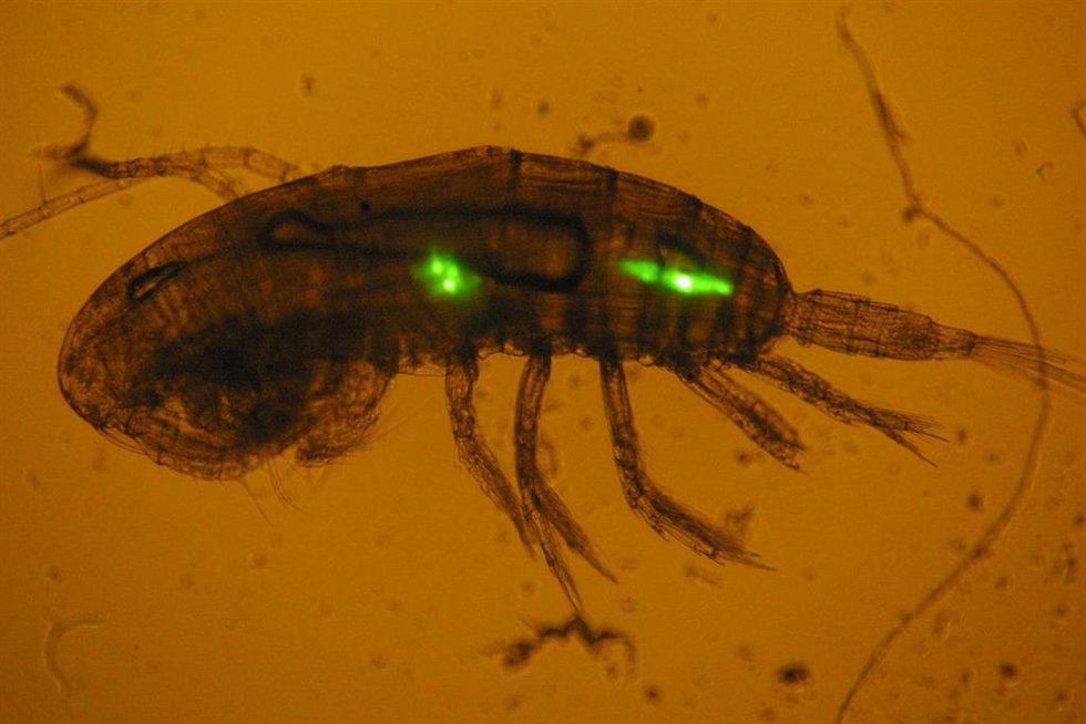 Partícula de microplástico ingerida por un copépodo