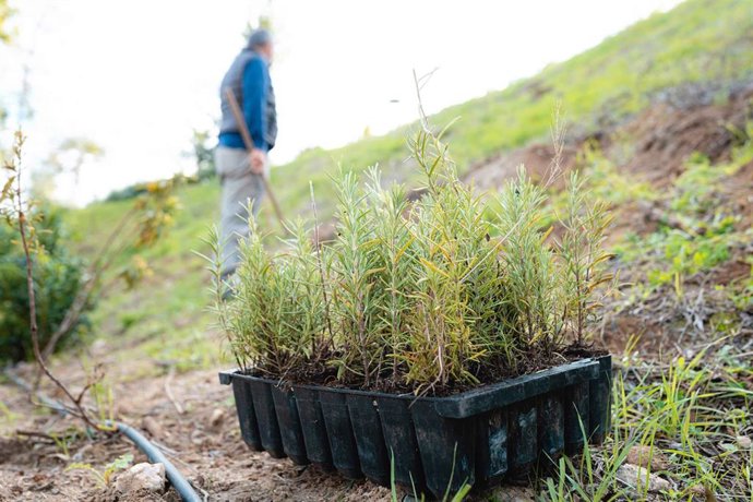Plantación de árboles de la promotora de viviendas Aedas Homes en Fuengirola (Málaga).