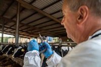 Detectado un nuevo foco de dermatosis nodular en el Alt Empordà (Girona) en vacas no vacunadas