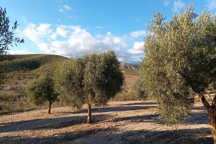 Zona de cultivo en un entorno de suelo árido en la provincia de Almería.