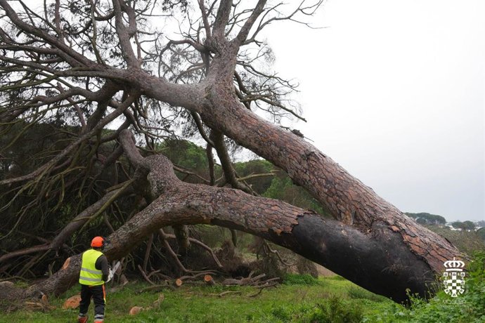 Trabajos de tala del pino centenario de Fuentepiña, en Moguer (Huelva).