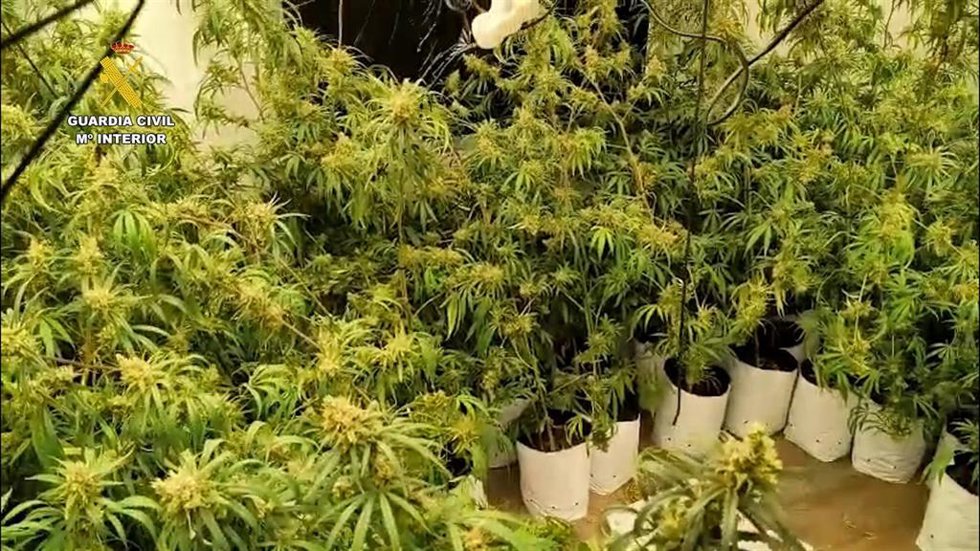 Marihuana intervenida