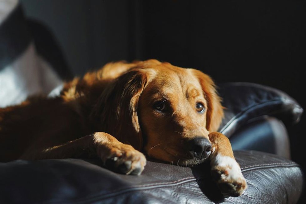 Un perro tumbado en un sofá